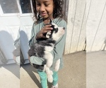 Small Photo #26 Siberian Husky Puppy For Sale in TRIMBLE, MO, USA