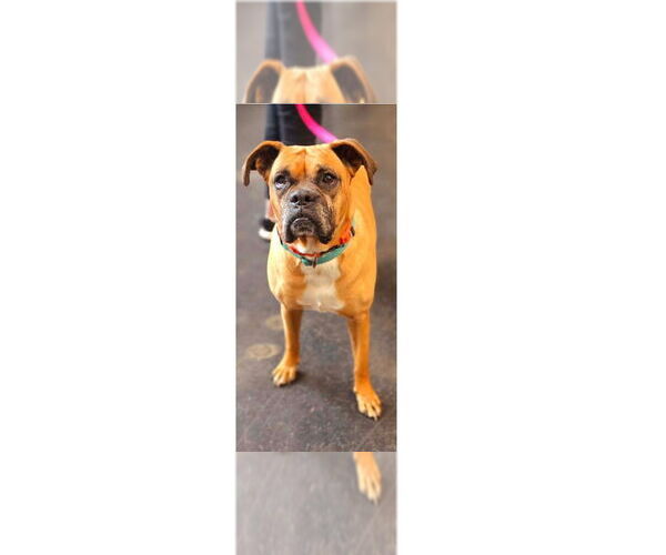 Medium Photo #16 Boxer Puppy For Sale in Austin, TX, USA