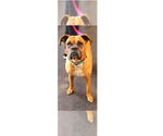 Small #15 Boxer