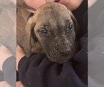 Small Photo #8 Great Dane Puppy For Sale in JOHNSTOWN, OH, USA