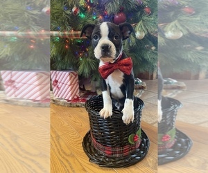 Boston Terrier Puppy for sale in MONTVILLE, OH, USA