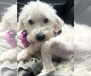 Poodle (Miniature) Dogs for adoption in Arlington, VA, USA