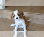 Small Photo #8 Cavalier King Charles Spaniel Puppy For Sale in FAIR OAKS, CA, USA