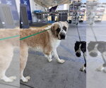 Small Saint Bernard