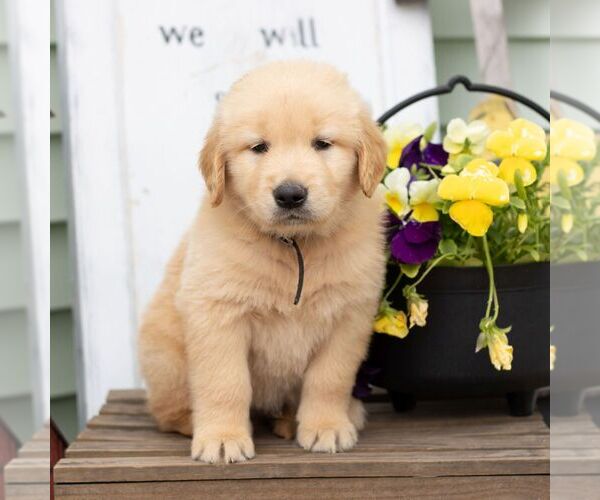 Medium Photo #1 Golden Retriever Puppy For Sale in MORGANTOWN, PA, USA