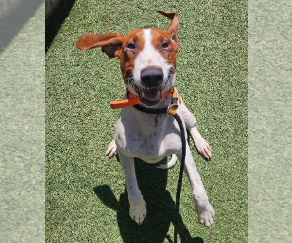 Medium Photo #1 Redbone Coonhound-Unknown Mix Puppy For Sale in Lakewood, CO, USA