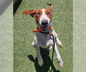 Redbone Coonhound-Unknown Mix Dogs for adoption in Lakewood, CO, USA