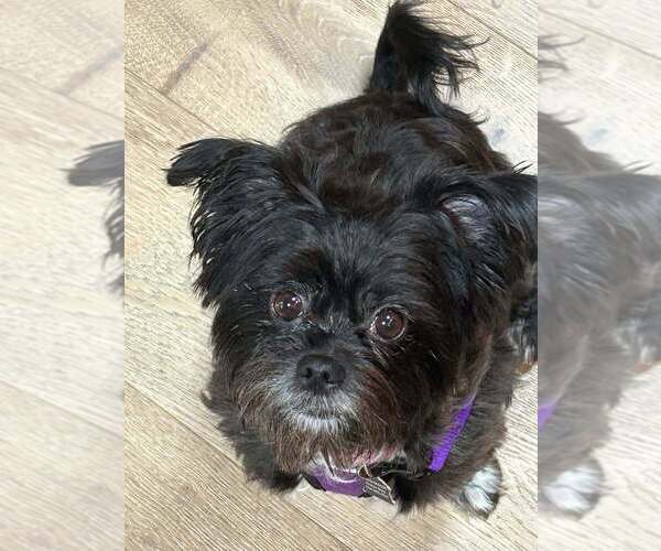 Medium Photo #2 Poodle (Miniature)-Unknown Mix Puppy For Sale in Mundelein, IL, USA