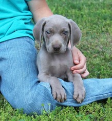 Weimaraner Puppy for sale in HARRISON, AR, USA