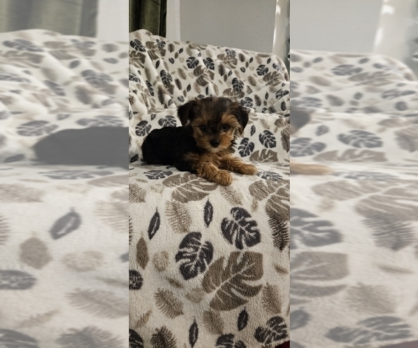 Medium Photo #12 Yorkshire Terrier Puppy For Sale in SALEM, OR, USA