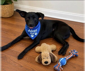 Chihuahua-Unknown Mix Dogs for adoption in Euless, TX, USA