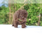 Small #19 ShihPoo