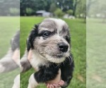Small #14 Aussiedoodle Miniature 