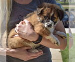 Small #1 Sheprador