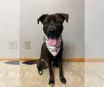 Small #13 Labrador Retriever Mix