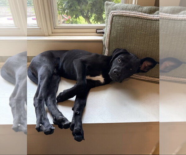 Medium Photo #8 Labrador Retriever-Unknown Mix Puppy For Sale in Boston, MA, USA