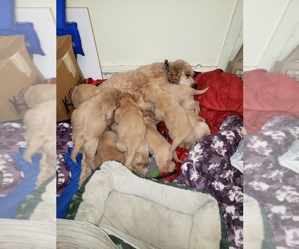 Medium Photo #47 Labradoodle Puppy For Sale in WASHOUGAL, WA, USA
