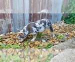 Small #8 French Bulldog