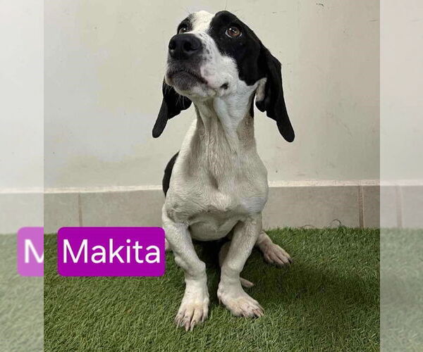 Medium Photo #5 Basset Hound Puppy For Sale in Mukwonago, WI, USA