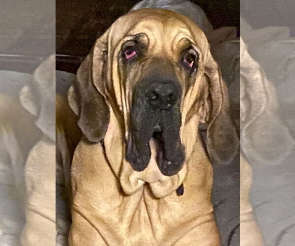 Medium Photo #1 Fila Brasileiro Puppy For Sale in Jasper, AL, USA
