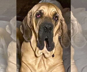 Fila Brasileiro Dogs for adoption in Jasper, AL, USA