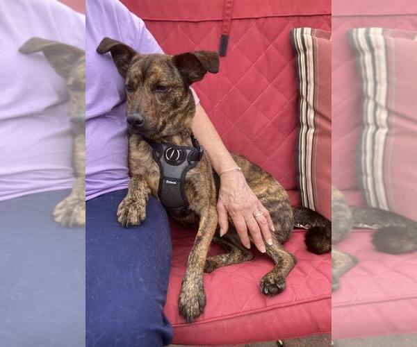 Medium Photo #6 Colonial Cocker Spaniel-Labrador Retriever Mix Puppy For Sale in Coventry, CT, USA