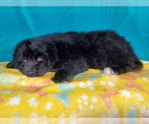 Medium Photo #2 Golden Mountain Dog Puppy For Sale in PEYTON, CO, USA