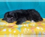 Small Photo #2 Golden Mountain Dog Puppy For Sale in PEYTON, CO, USA