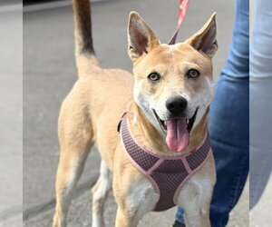 Nessi - Female Mutt Dog for Adoption - Photo #16