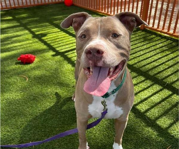 Medium Photo #1 American Pit Bull Terrier-Unknown Mix Puppy For Sale in Las Vegas, NV, USA