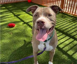 American Pit Bull Terrier-Unknown Mix Dogs for adoption in Las Vegas, NV, USA