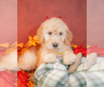 Small Photo #3 Goldendoodle Puppy For Sale in COLORADO SPRINGS, CO, USA
