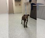 Small Labrador Retriever Mix