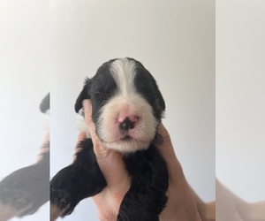 Bernedoodle Puppy for Sale in HARRISONVILLE, Missouri USA