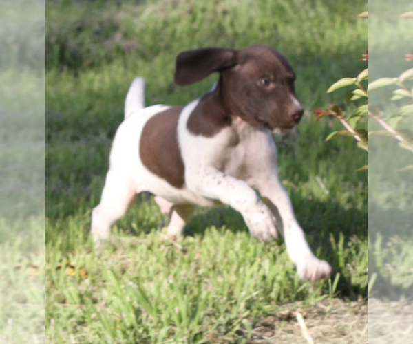 Medium Photo #1 German Shorthaired Pointer Puppy For Sale in NEOSHO, MO, USA
