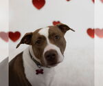 Small #2 American Pit Bull Terrier Mix