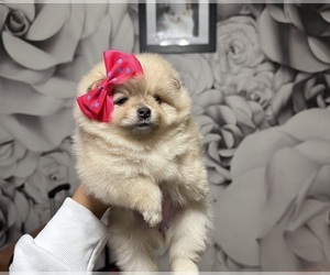 Pomeranian Puppy for sale in RENO, NV, USA
