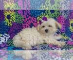 Small #3 Maltipoo