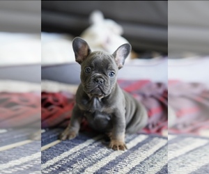 French Bulldog Puppy for sale in TAMPA, FL, USA