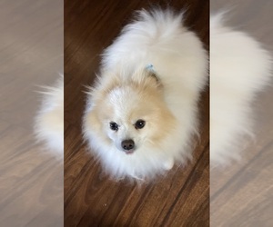 Father of the Pomeranian puppies born on 03/05/2026
