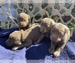 Small Photo #5 Labrador Retriever Puppy For Sale in MAGNOLIA, TX, USA