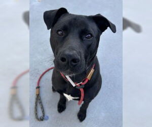 American Pit Bull Terrier Dogs for adoption in Salinas, CA, USA