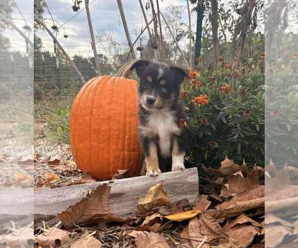 Medium Photo #1 Miniature Australian Shepherd Puppy For Sale in GLENWOOD, IN, USA