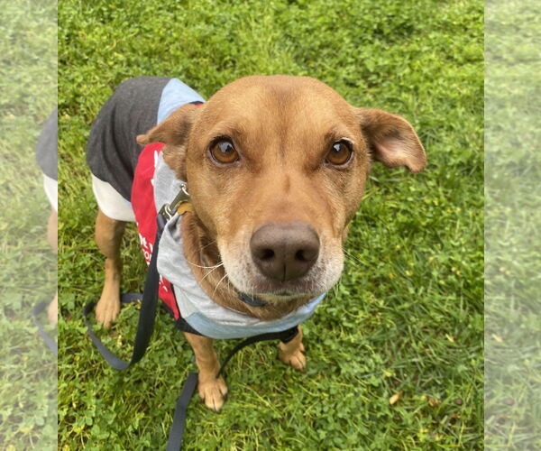 Medium Photo #2 Mutt Puppy For Sale in Davis, CA, USA