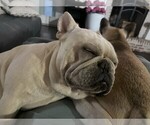 Small #9 French Bulldog