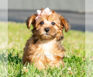 Medium Yorkipoo