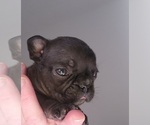 Puppy Marvin  micro French Bulldog