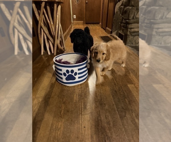 Medium Photo #5 Aussiedoodle Puppy For Sale in ASHEVILLE, NC, USA