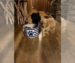 Small #4 Aussiedoodle