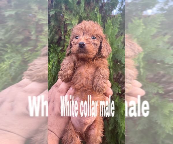 Full screen Photo #2 Goldendoodle (Miniature) Puppy For Sale in BAKERSFIELD, CA, USA